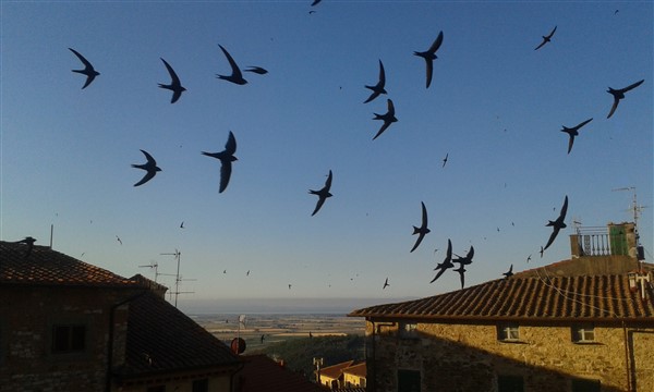 campiglia_fly_past