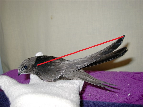 Swift Wing Length check